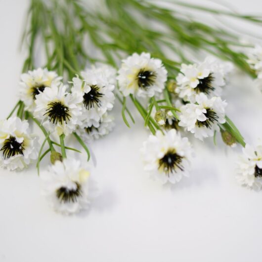 dhs-white-centaurea-1