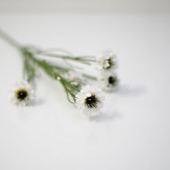 dhs-white-centaurea