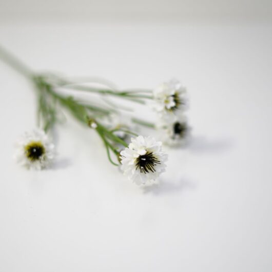 dhs-white-centaurea