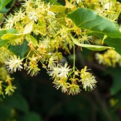 oshadhi-linden-flower-bloem