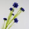 dhs-cornflower-deep-blue