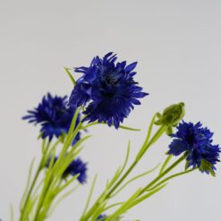 dhs-cornflower-deep-blue-detail