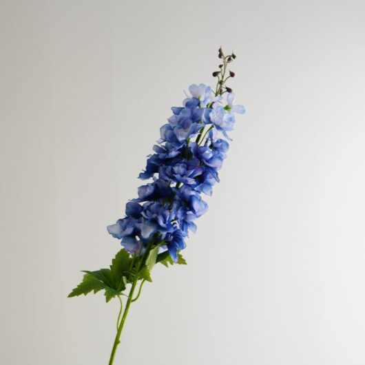 dhs-delphinium-dark-blue-1