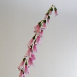 dhs-foxglove-pink