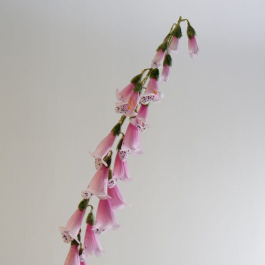 dhs-foxglove-pink