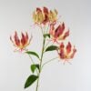 dhs-gloriosa-lily-spray-pink