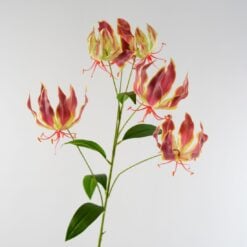 dhs-gloriosa-lily-spray-pink