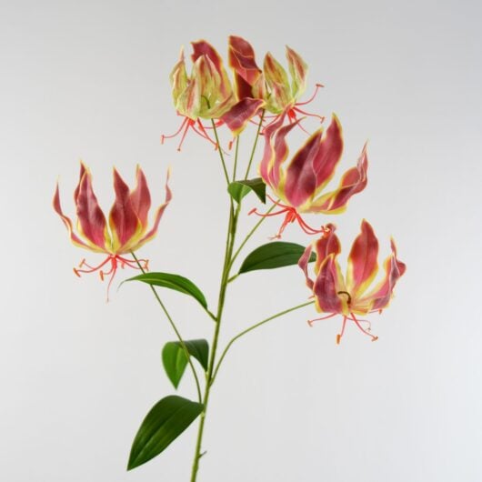 dhs-gloriosa-lily-spray-pink