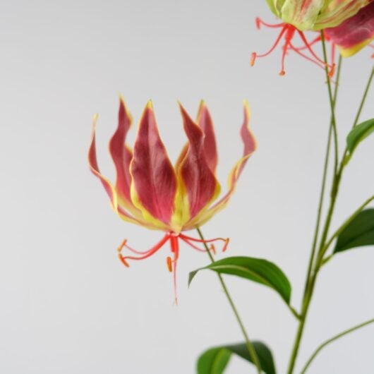 dhs-gloriosa-pink-detail