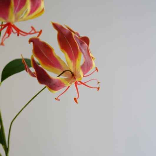 dhs-gloriosa-red-detail