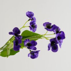 dhs-mini-pansy-spray-blue