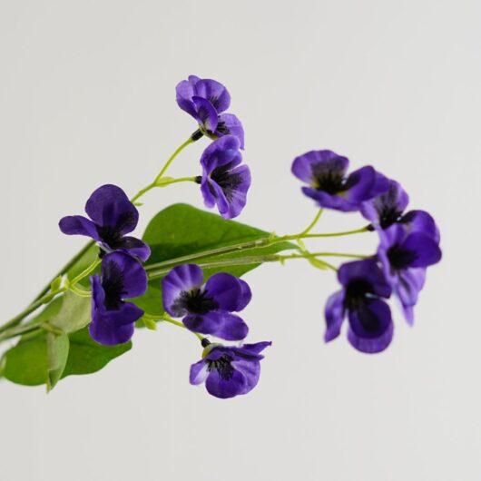 dhs-mini-pansy-spray-blue