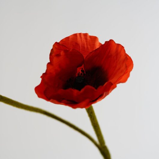 dhs-big-poppy-deep-red