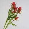 dhs-sea-holly-spray-red