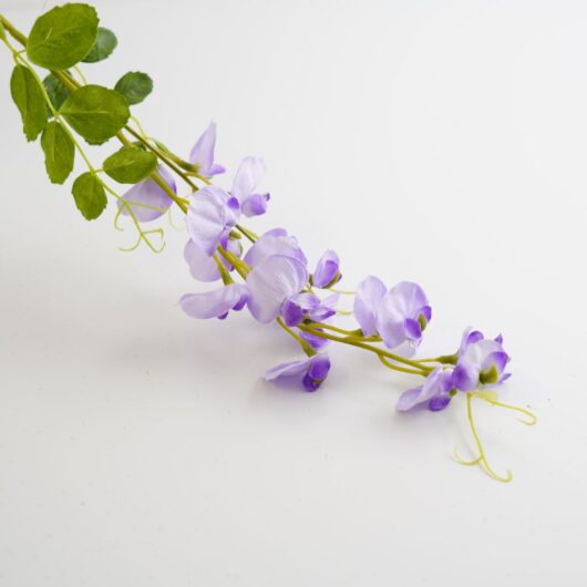 dhs-sweet-pea-lavender-new