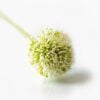 dhs-white-allium-new