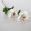 dhs-white-anemone