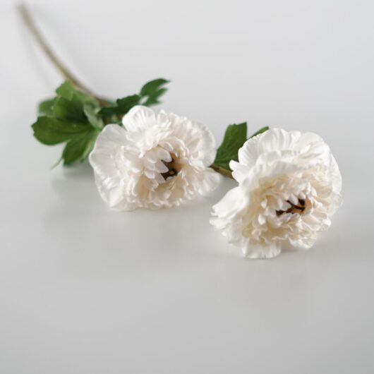 dhs-white-anemone