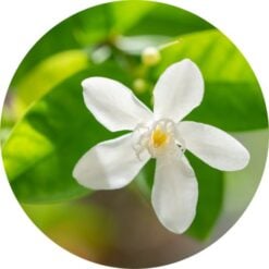 living-libations-jasmine-juhi