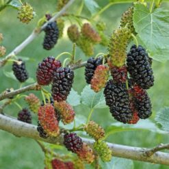 navi-shahtoot-black-mulberries-3