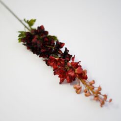 dhs-delphinium-rood-nw