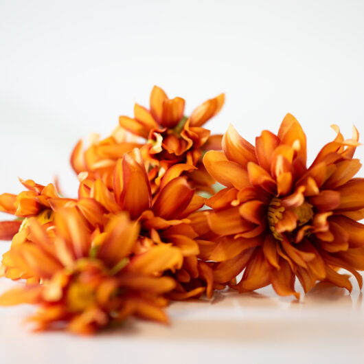 dhs-autumn-chrysanthenum