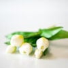 dhs-white-tulips-new-white