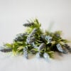 dhs-lavender-blue-bush-new