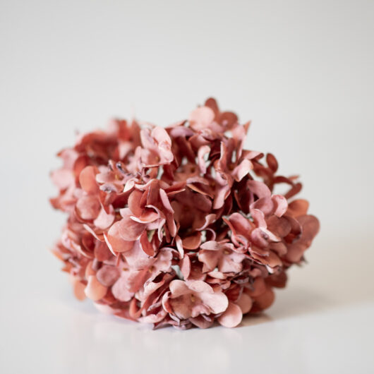 dhs-old-hydrangea-small-pink