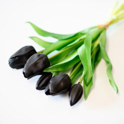 dhs-black-tulips-new