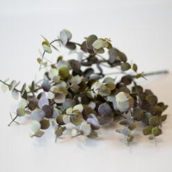 dhs-eucalyptus-bush-1