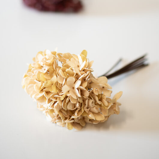 dhs-old-hydrangea-smll-cream