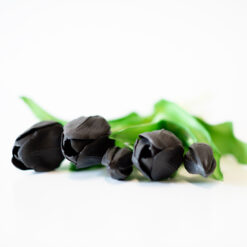 dhs-black-tulips-new-1