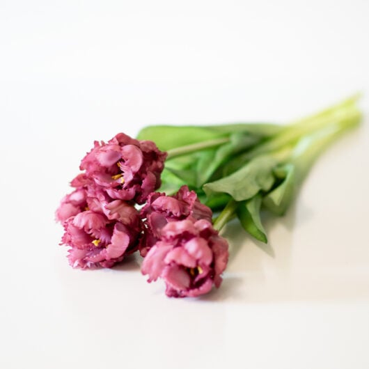 dhs-parrot-tulips-new