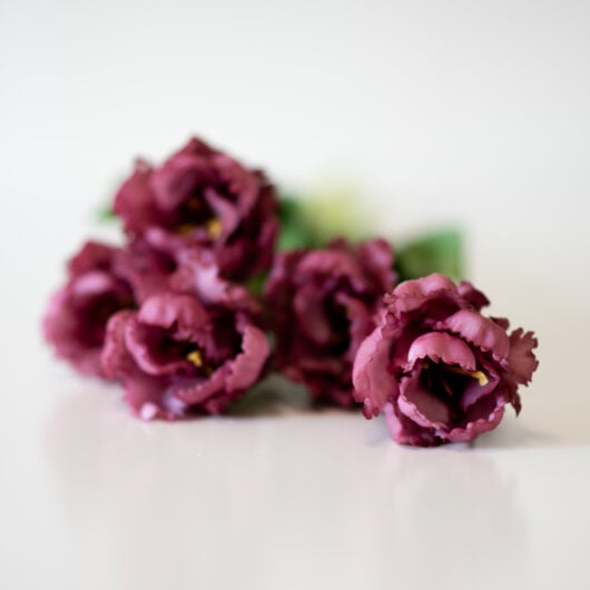 dhs-parrot-tulips-new-2