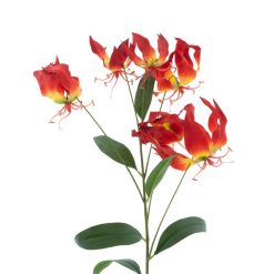 dhs-gloriosa-red-new