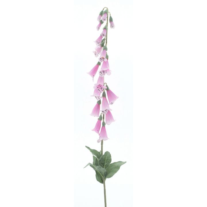 dhs-foxglove-pink-new