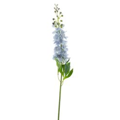 dhs-delphinium-light-blue-new