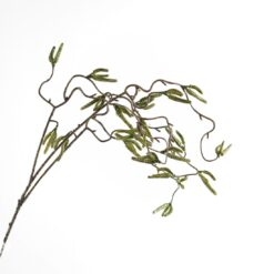 dhs-hazel-new