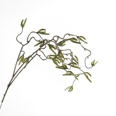 dhs-hazel-new