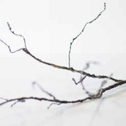 dhs-cordata-twig-new-1