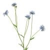 dhs-centaurea-blue