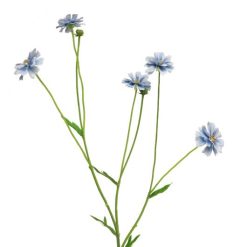 dhs-centaurea-blue
