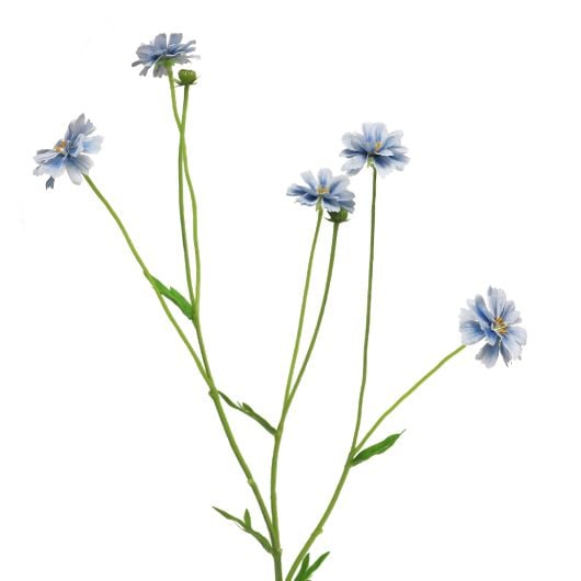 dhs-centaurea-blue