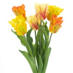 dhs-parrot-sally-combo-orange