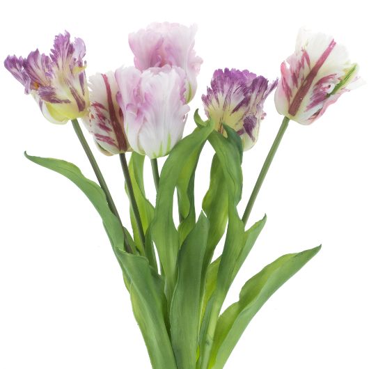 dhs-parrot-sally-combo-lavender