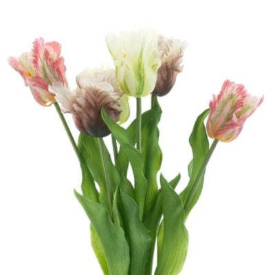 dhs-parrot-sally-combo-pink