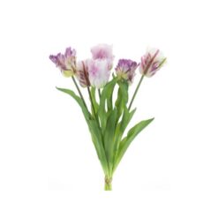 dhs-parrot-sally-combo-lavender-1