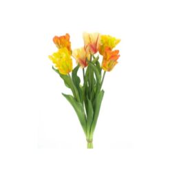 dhs-parrot-sally-combo-orange-1