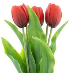 dhs-holland-sally-red